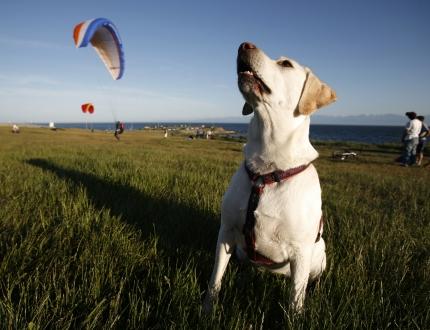 a dog in Beacon Hill Park on a summer day
