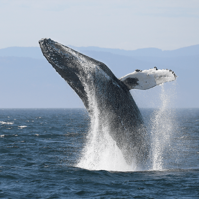 Humpback Breaching the Waters of the Salish Sea
