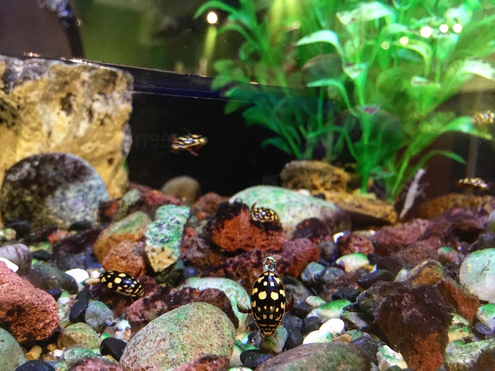 Fun yellow and black spotted beetles at the Victoria Bug Zoo