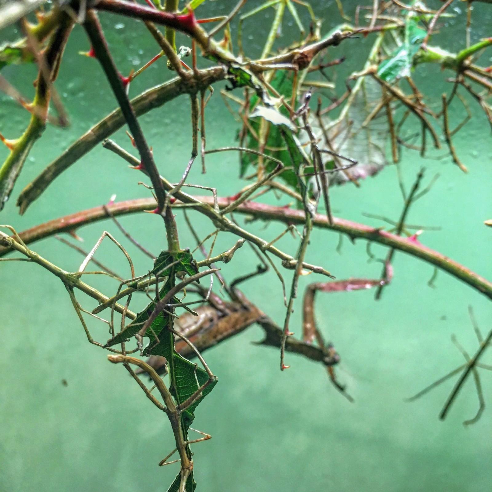 Despite their morphological similarity to true walking sticks, these are actually grasshoppers! A closer look will also show off a hungry mantis dwelling in the background...