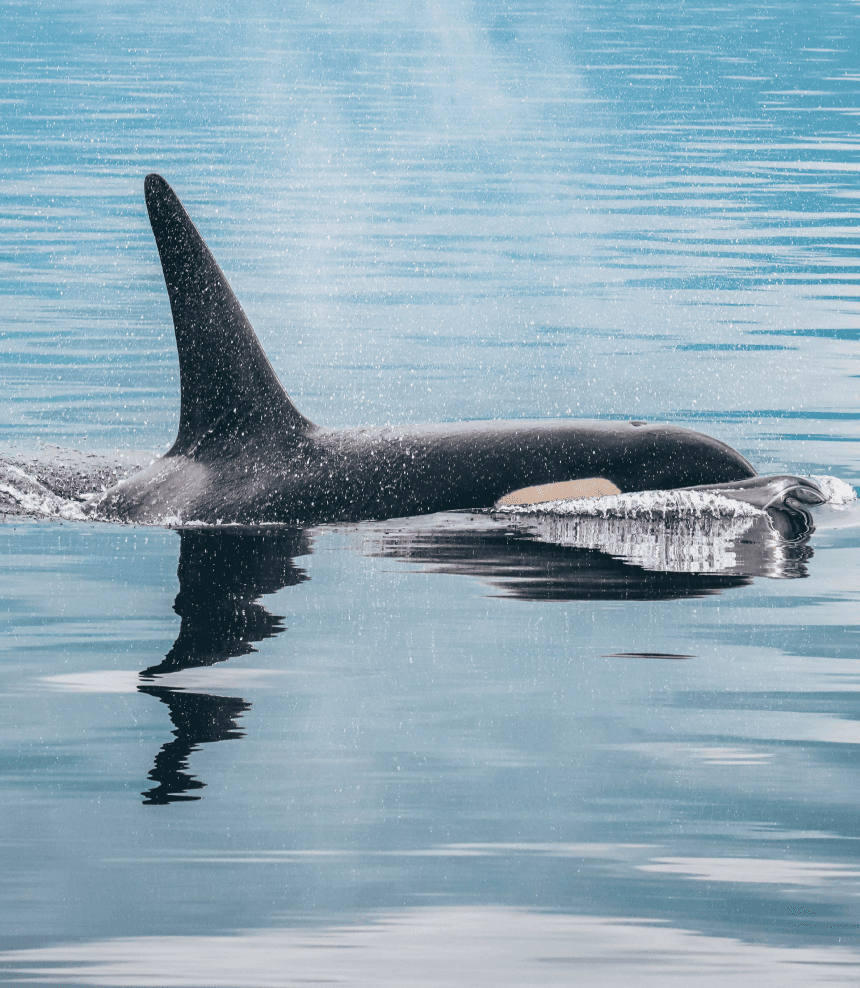 A whale in Telegraph Cove from the Prince of Whales whale watching tour in Victoria, BC