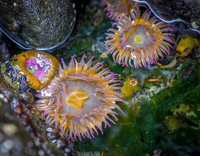 Tidal Pools by Kelly_E-Greaves Tidal Pools by Kelly_E-Greaves